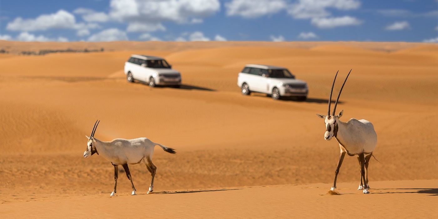 Dubai Desert conservation Reserve