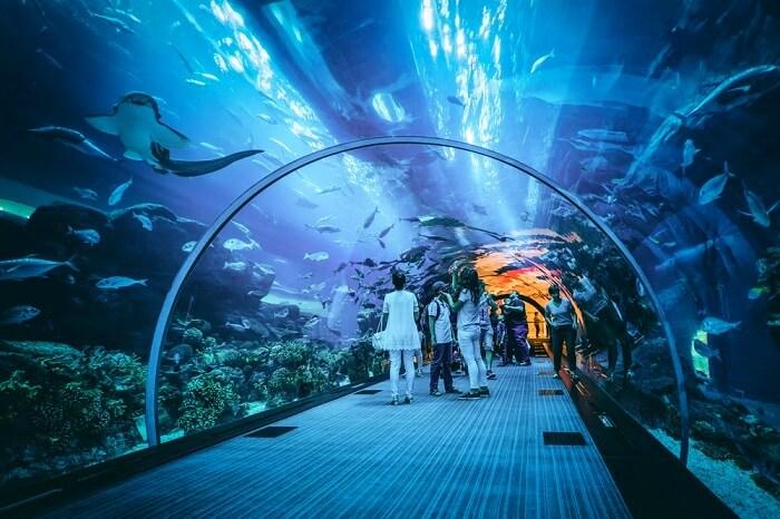 Dubai Aquarium and Under water Zoo